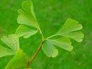 Gingko Gingko