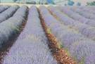 Lavanda