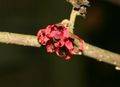 Hamamelis