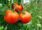 Cultivo de tomate orgánico