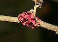 Loción astringente de hamamelis y limón para el cutis graso