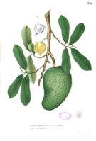 Propiedades de la annona muricata, guanábana, graviola