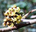 Hamamelis para la piel