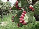 planta de nopal