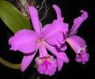 Cultivo de orquídeas