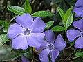 Vinca minor