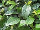 hojas de té verde