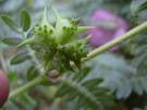 Tribulus terrestris Tribulus terrestris